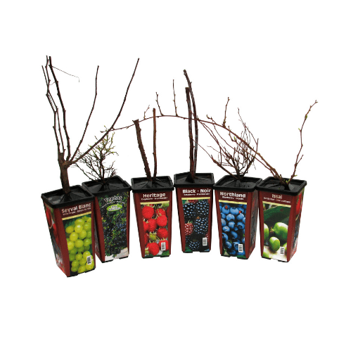 Blackberry - Balsor's Hardy