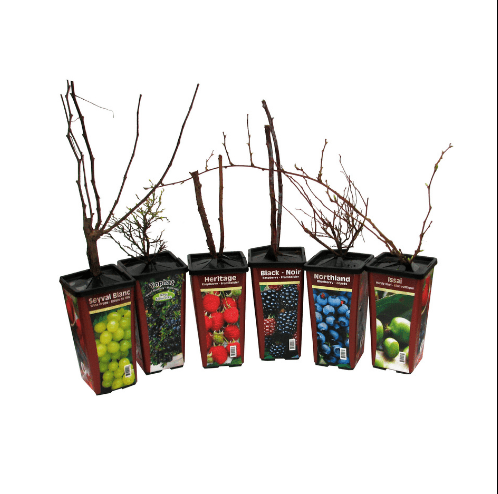 Blueberry - Northcountry