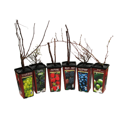 Raspberry - Tulameen, Summer Bearing