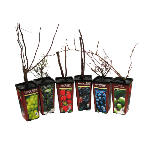 Raspberry - Boyne, Summer Bearing