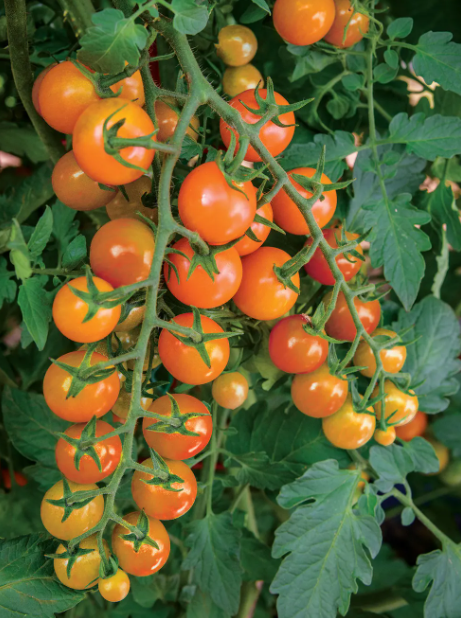 Tomato Honeycomb - Burpee Seeds