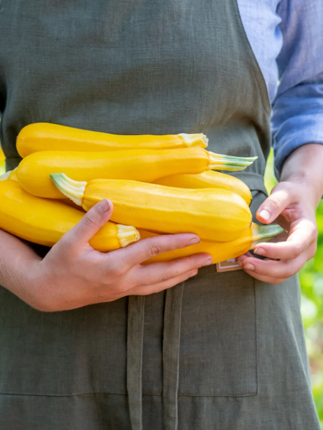 Fort Knox Hybrid Summer Squash - Burpee