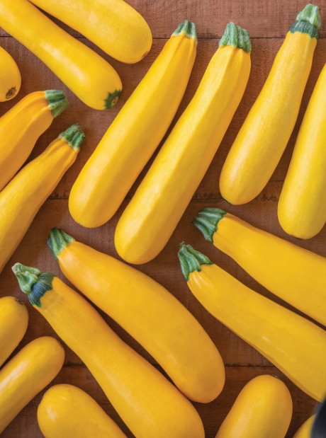 Fort Knox Hybrid Summer Squash - Burpee