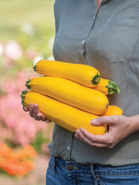 Fort Knox Hybrid Summer Squash - Burpee