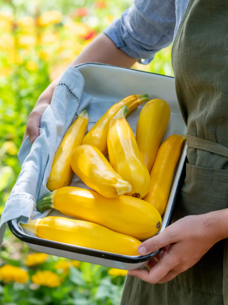 Fort Knox Hybrid Summer Squash - Burpee