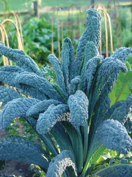 Kale Lacinato - Burpee Seeds
