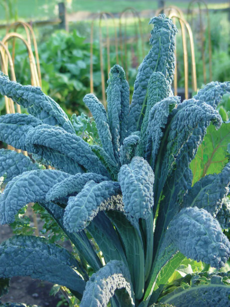 Burpee Kale Lacinato - Burpee Seeds