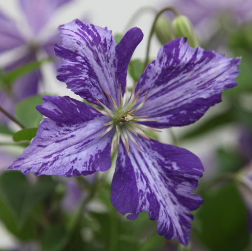 Clematis Tie Dye