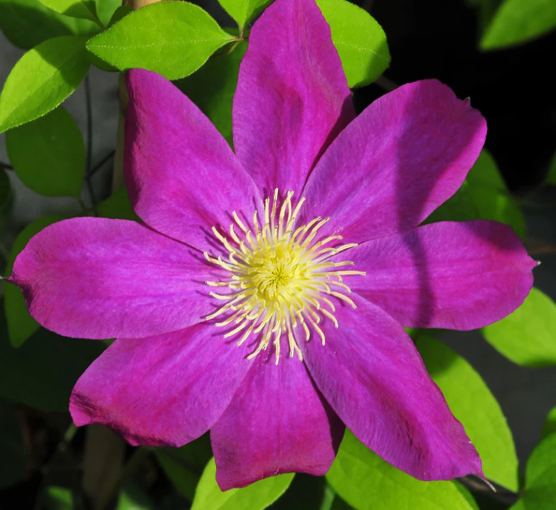 Clematis Fireflame