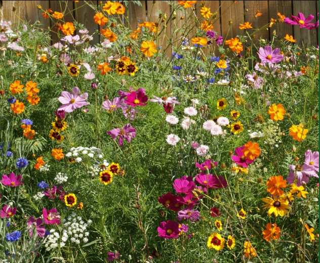 BULK Wildflowers Cut Blend - West Coast Seeds