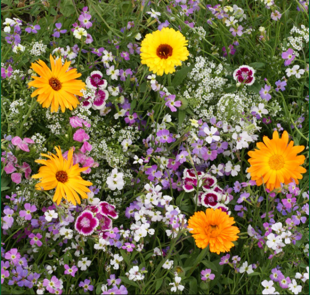 BULK Wildflowers Fragrant Blend - West Coast Seeds