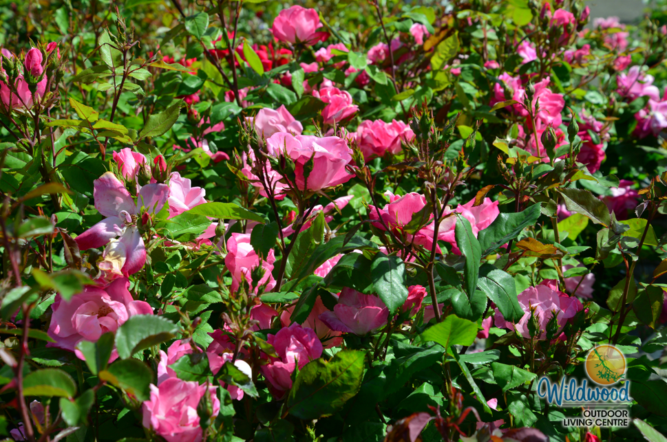 Watercolors Home Run - Weeks Rose