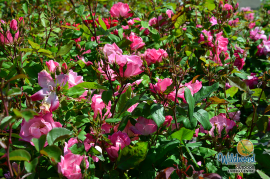 Watercolors Home Run - Weeks Rose