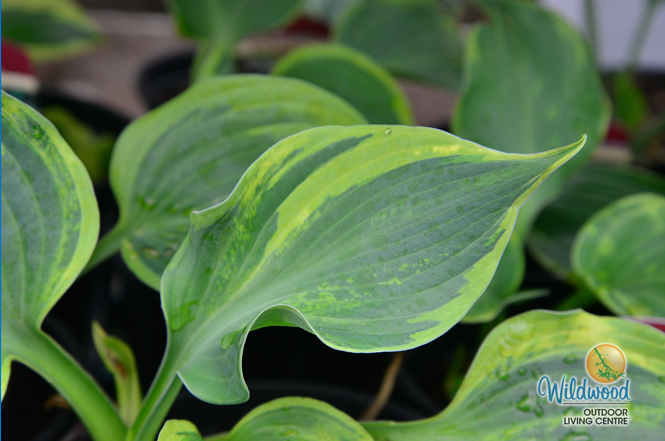 Hosta - Earth Angel, 1 Pack