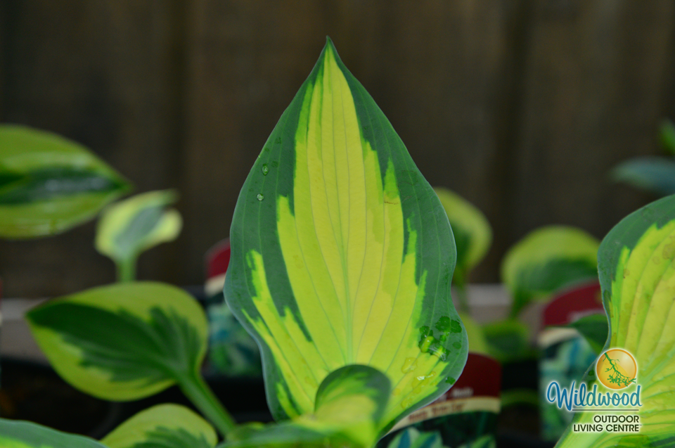 Hosta - Orange Marmalade, 1 Pack