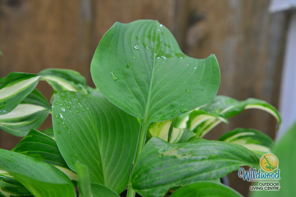 Hosta - T Rex, 1 Pack
