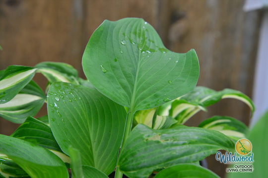 Hosta - T Rex, 1 Pack