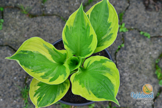 Hosta - Twilight, 1 Pack