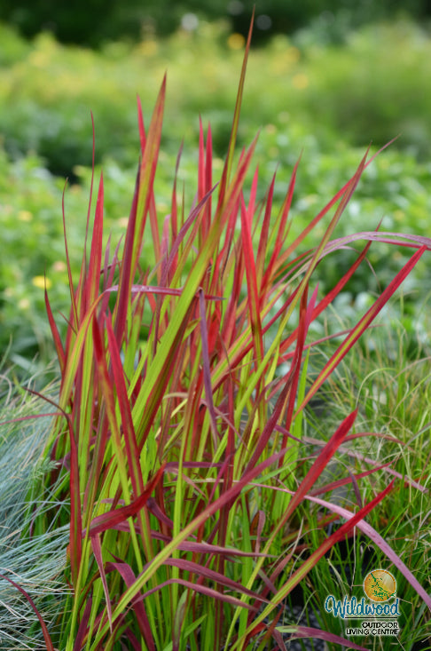 Japanese Blood Grass - Red Baron, 1 Pack