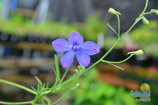 Delphinium - Blue Butterfly, 1 Pack