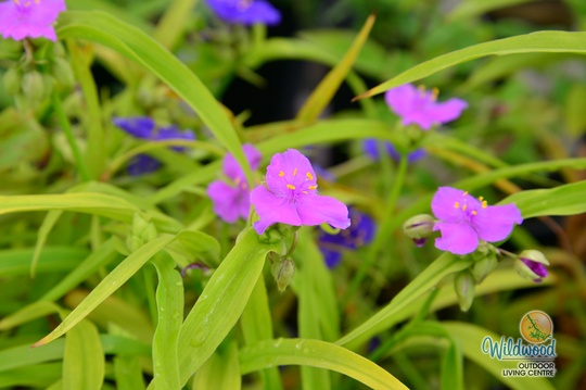 Tradescantia - Sunshine Charm, 1 Pack
