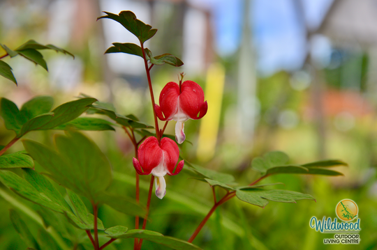 Bleeding Heart - Valentine, 1 Pack