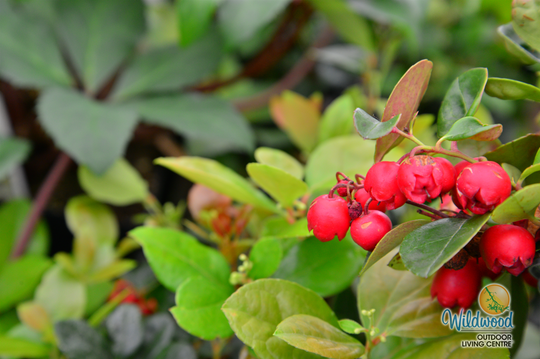 Wintergreen - Redwood, 1 Pack