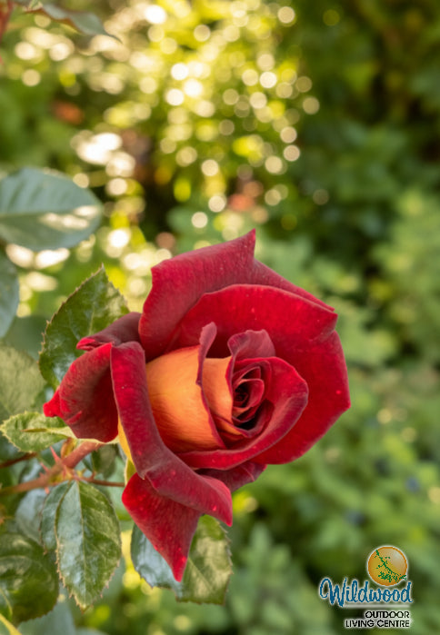 Dark Night - Star Roses and Plants