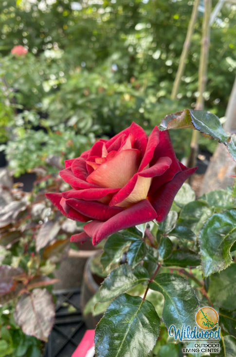 Dark Night - Star Roses and Plants