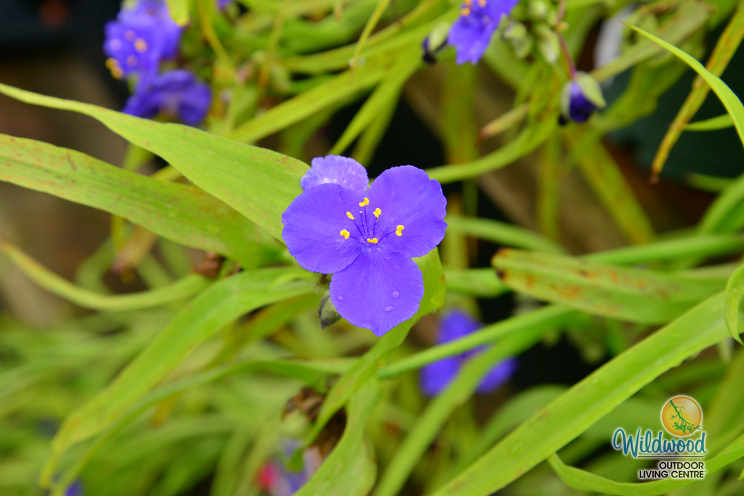 Tradescantia - Sweet Kate