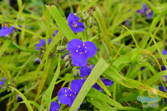 Tradescantia - Sweet Kate