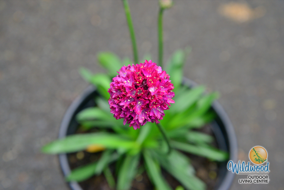 Armeria - Hypnotic Dreams, 1 Pack