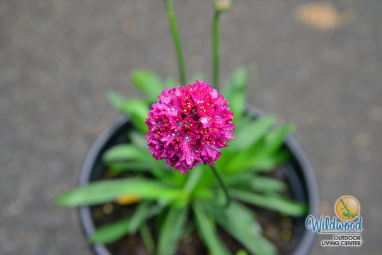 Armeria - Hypnotic Dreams, 1 Pack