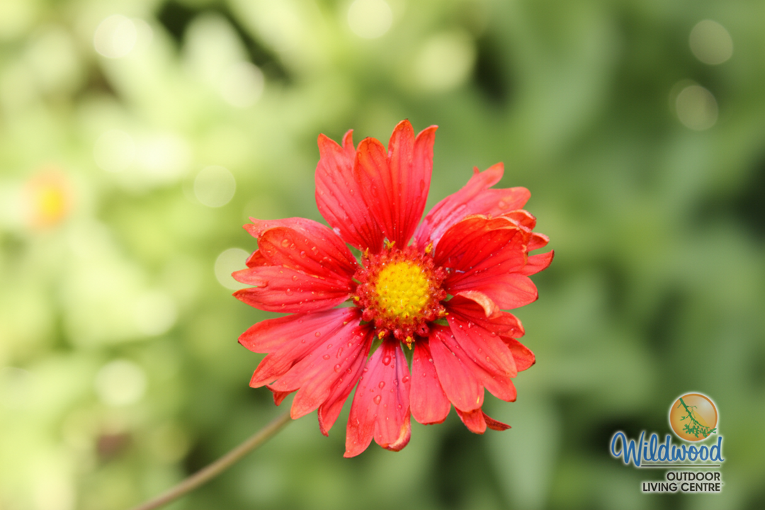 Gaillardia - Burgundy, 1 Pack