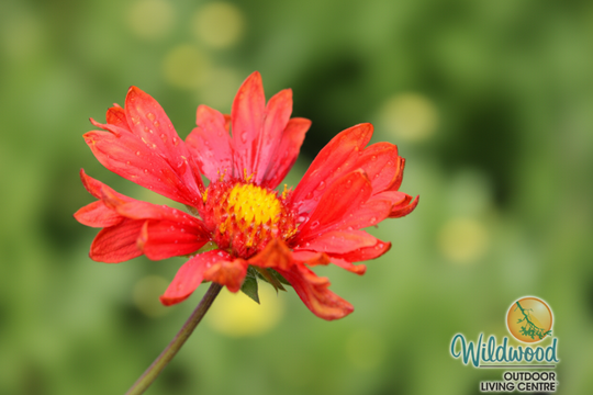Gaillardia - Burgundy, 1 Pack