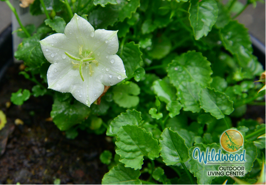 Campanula - Rapido White, 1 Pack