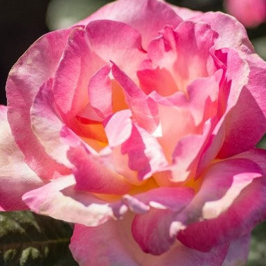 California Dreamin™ - Star Roses and Plants