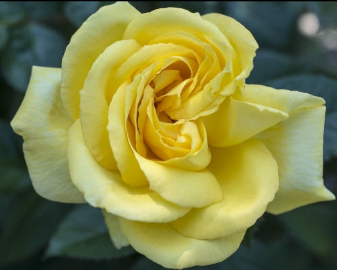 Eternal Flame™ - Star Roses and Plants