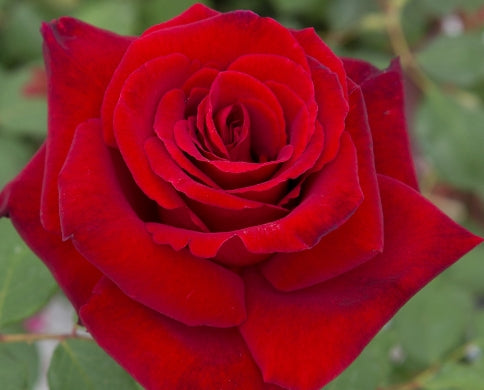 Love’s Promise™ - Star Roses and Plants