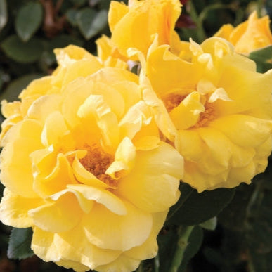 Midas Touch™ - Star Roses and Plants