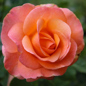 Colorific - Weeks Rose