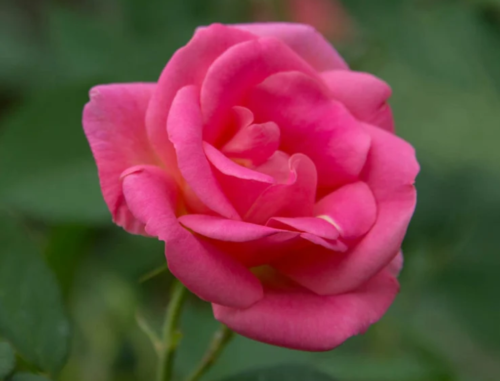 Pink Freedom -  Weeks Rose