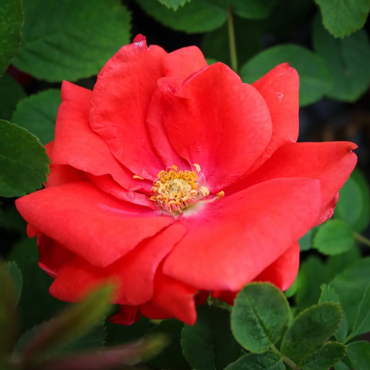 Cold Hardy Roses | The Best Roses for Canadian Cold Climates – Wildwood ...