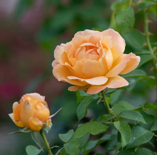 Forever Amber - Weeks Rose