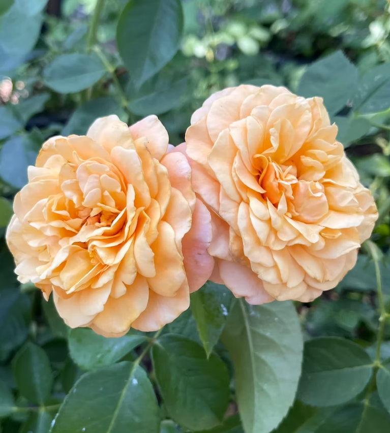 Morning Glow - Weeks Rose