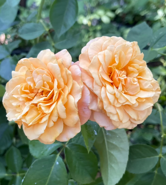 Morning Glow - Weeks Rose