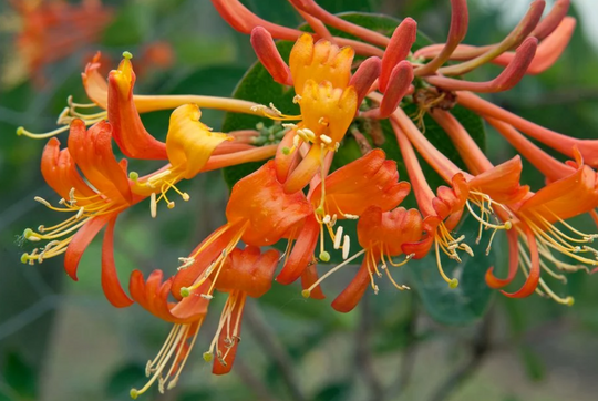Lonicera Mandarin