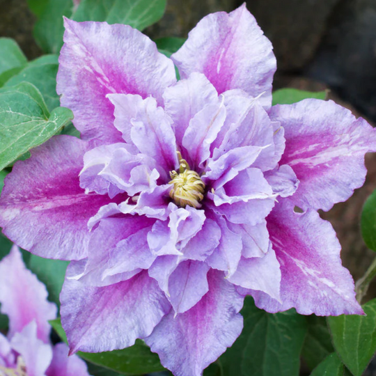 Clematis Pillu