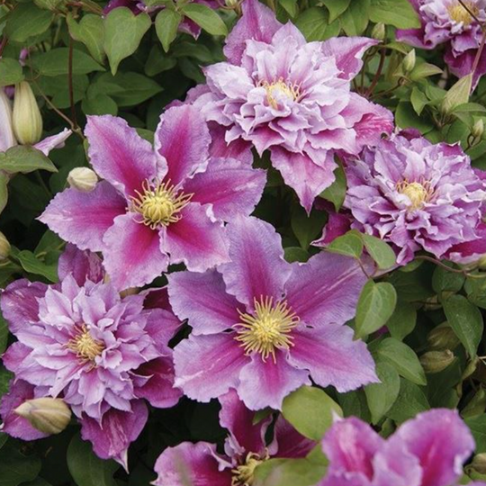 Clematis Pillu