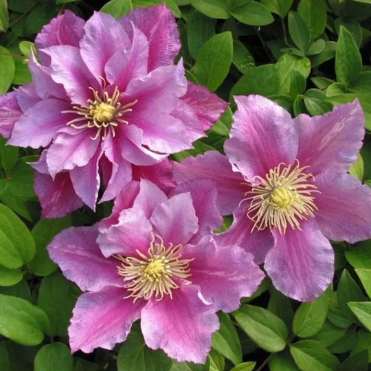 Clematis Pillu